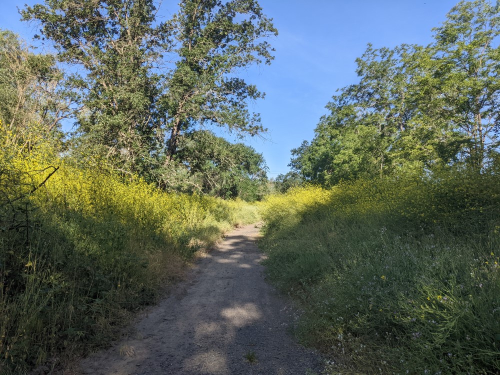 A gravel path, lined with trees, overgrown with tall yellow flowers