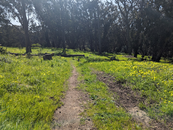 Two narrow dirt tracks through grass full of yellow flowers, going into the trees