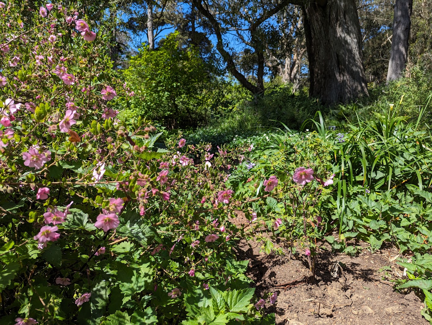 A bunch of pink flowers in a relatively wild garden on a bright sunny day