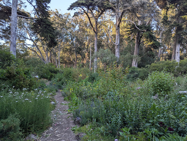 A winding dirt with white and yellow flowers in the same garden but on a less sunny day