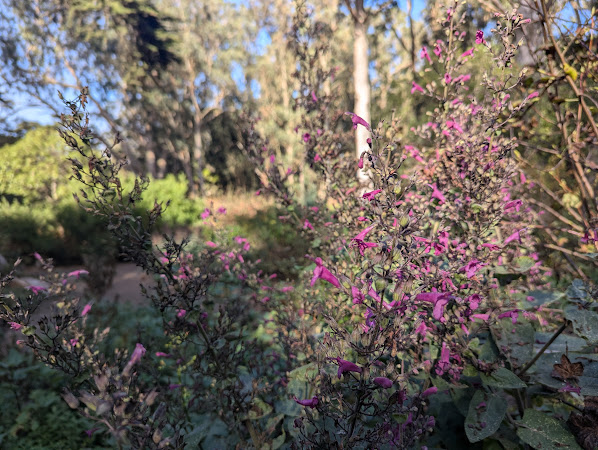 A closeup of tiny pink flowers with a larger garden in the background