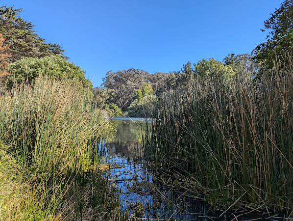 A lake seen through a gap in some very tall reeds with trees behind the lake