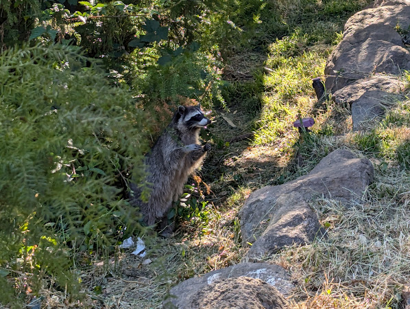 A raccoon in the bushes standing on its hind legs