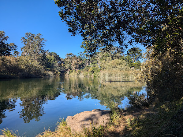 A lake on a sunny day with trees and reeds behind the lake and several birds on a half submerged log