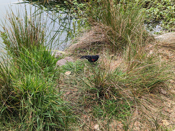 A red winged blackbird on the ground between some reeds next to the lake